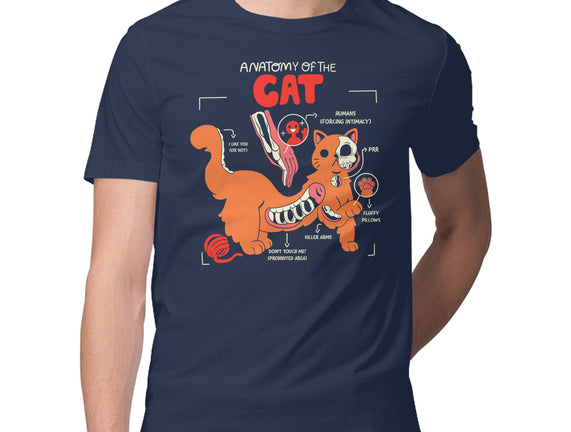 Anatomy Of The Cat