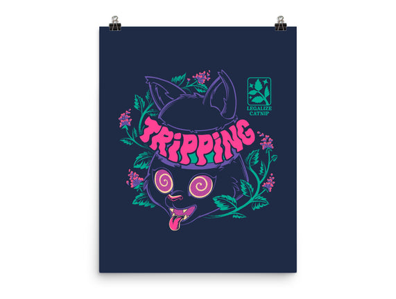 Catnip High Cat