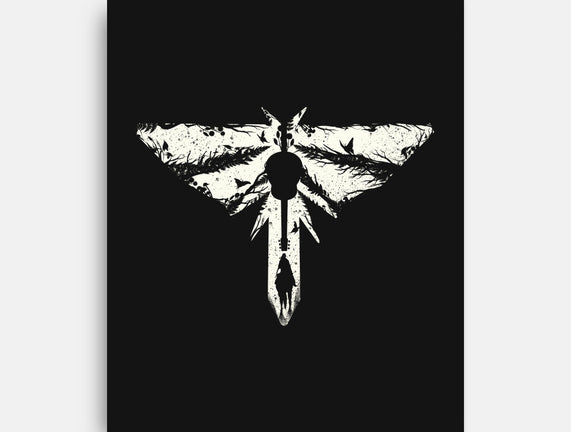 Look For The Light 2