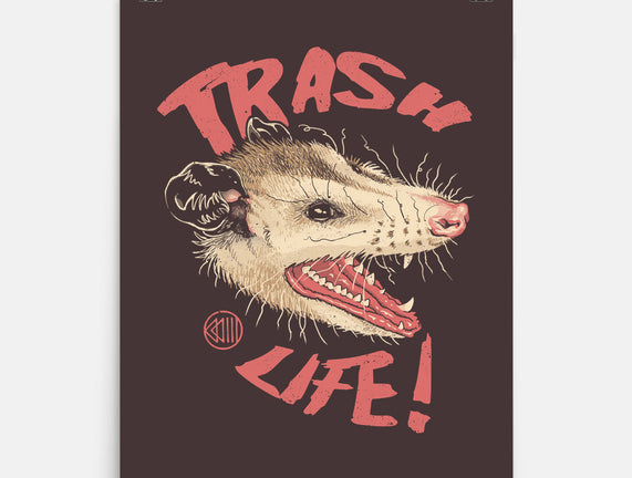 Possum Panic
