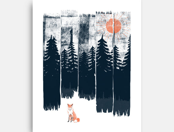 Fox In the Wild