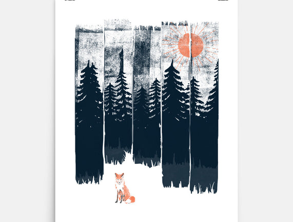 Fox In the Wild