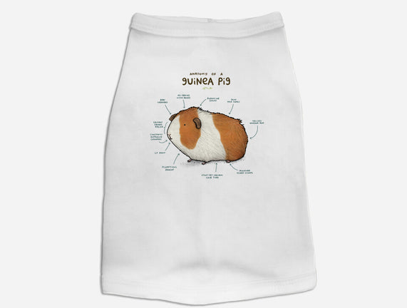 Anatomy of a Guinea Pig