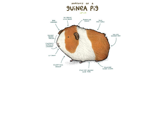 Anatomy of a Guinea Pig