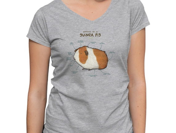 Anatomy of a Guinea Pig