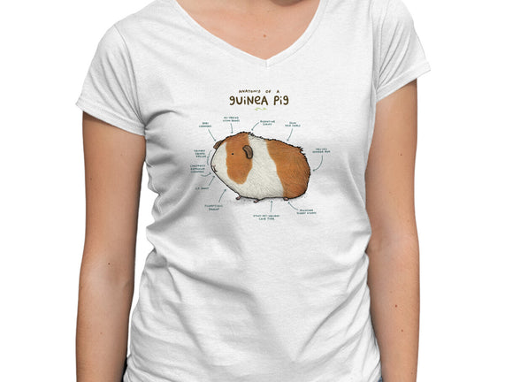 Anatomy of a Guinea Pig
