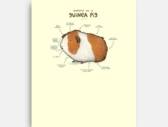 Anatomy of a Guinea Pig