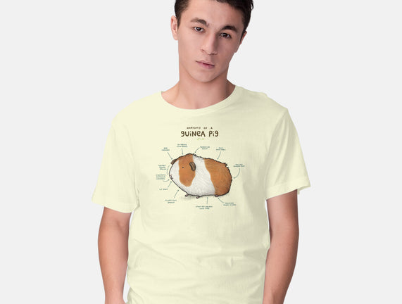 Anatomy of a Guinea Pig