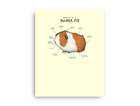 Anatomy of a Guinea Pig