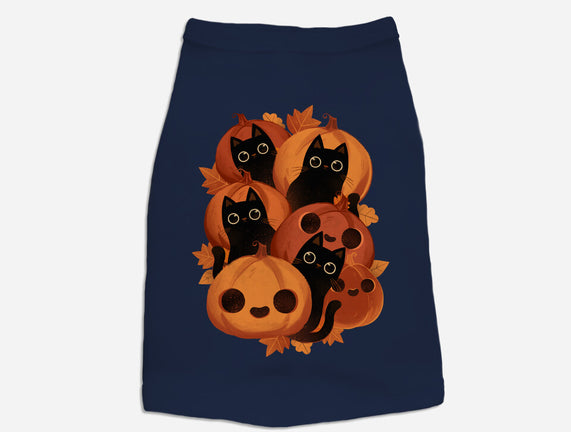 Pumpkins And Black Cats