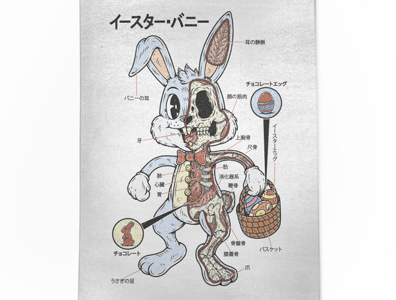 Easter Bunny Anatomy