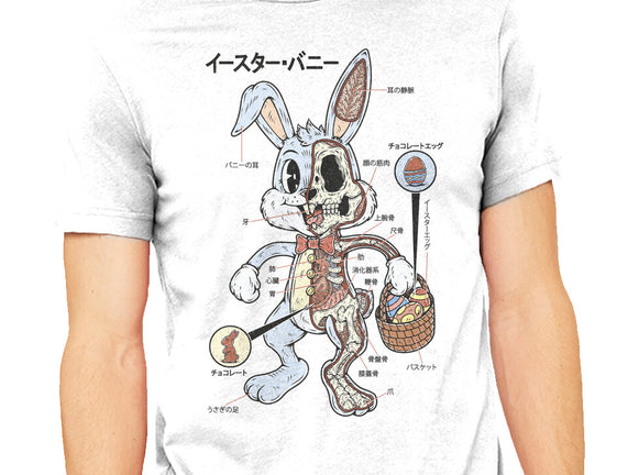 Easter Bunny Anatomy