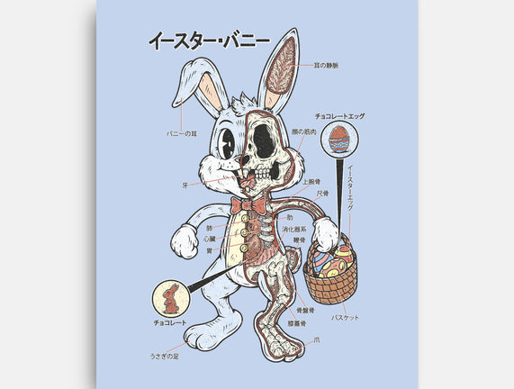 Easter Bunny Anatomy