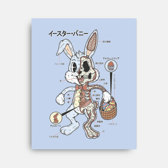 Easter Bunny Anatomy-None-Stretched-Canvas-Firebrander