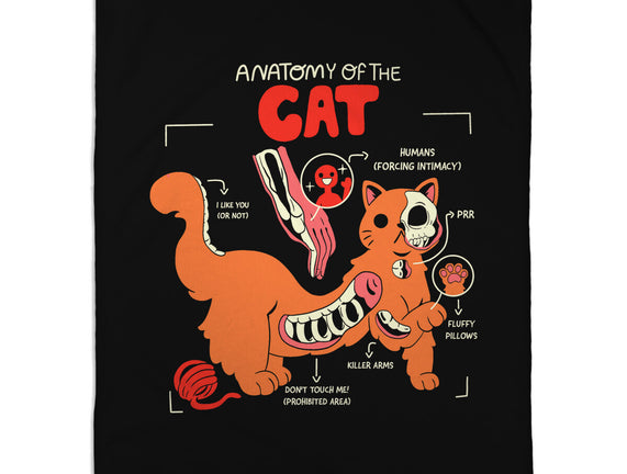 Anatomy Of The Cat