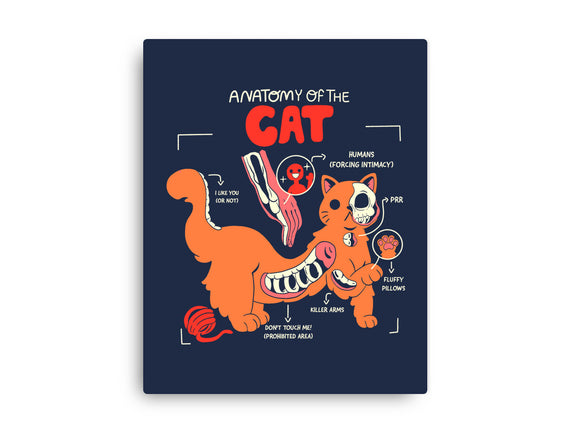 Anatomy Of The Cat