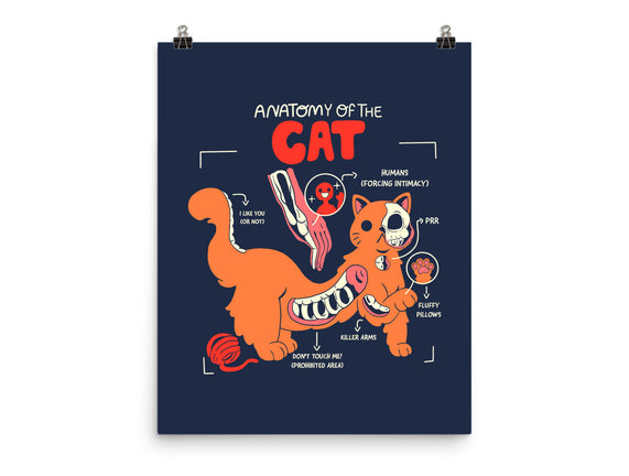 Anatomy Of The Cat