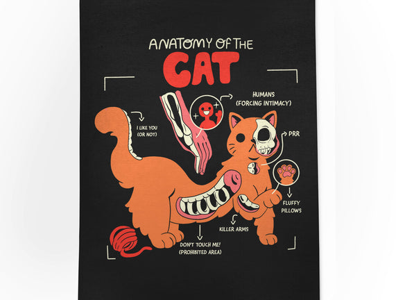 Anatomy Of The Cat