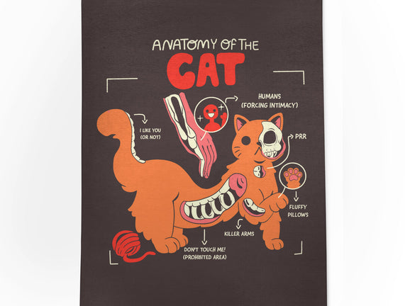 Anatomy Of The Cat