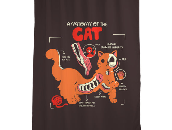 Anatomy Of The Cat