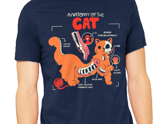 Anatomy Of The Cat