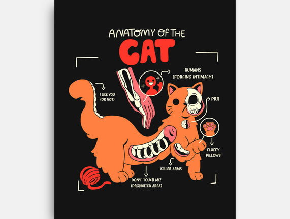 Anatomy Of The Cat