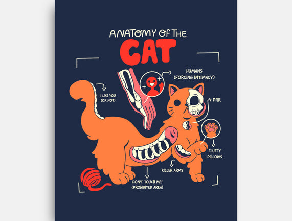 Anatomy Of The Cat