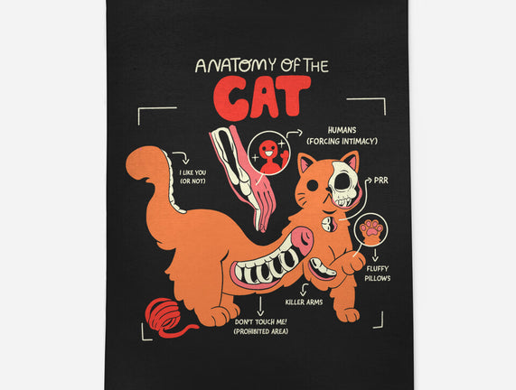 Anatomy Of The Cat