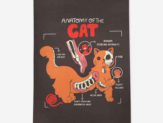 Anatomy Of The Cat