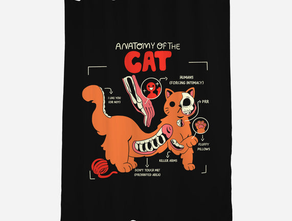 Anatomy Of The Cat