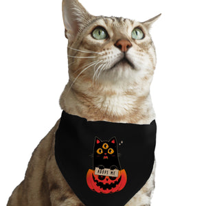 Adopt Spooky Cat