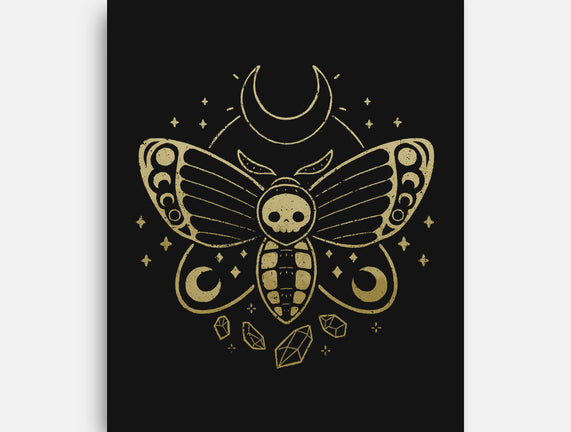 Deaths Head Moth