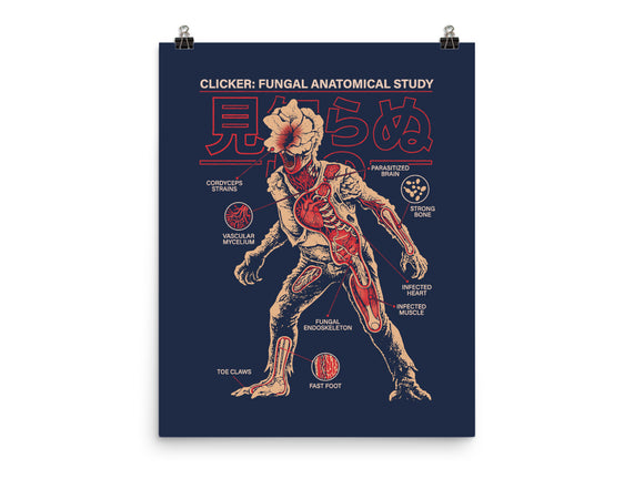 Fungal Anatomical Study