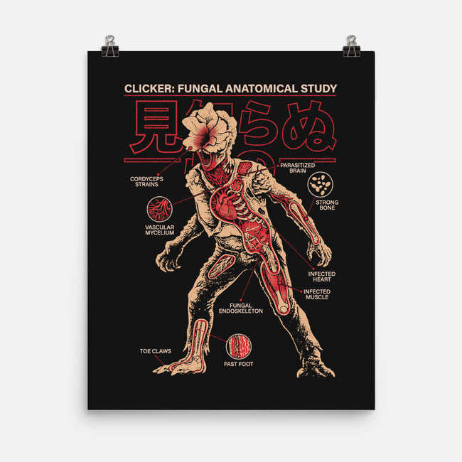 Fungal Anatomical Study-None-Matte-Poster-Diego Gurgell