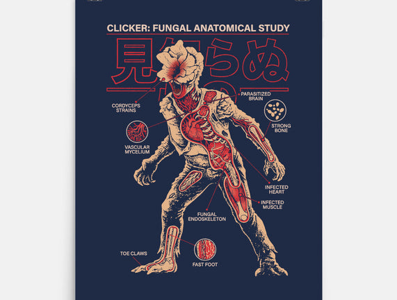 Fungal Anatomical Study