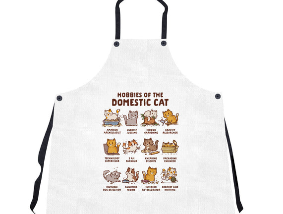Cat Hobbies