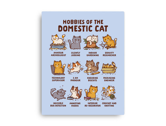 Cat Hobbies