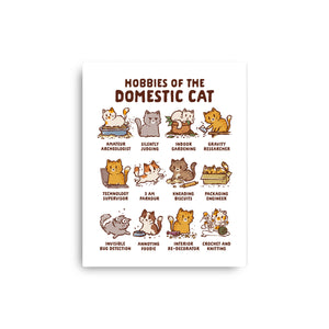 Cat Hobbies