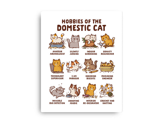 Cat Hobbies