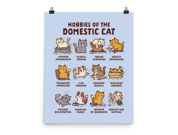 Cat Hobbies