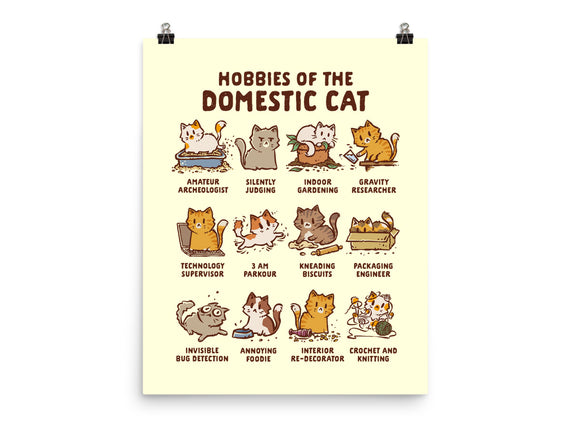 Cat Hobbies