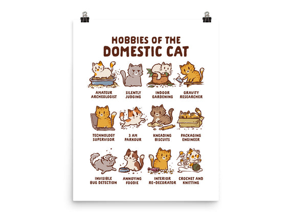 Cat Hobbies