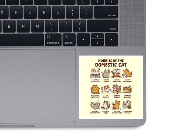 Cat Hobbies
