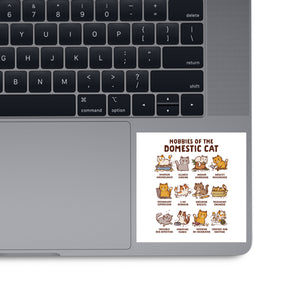 Cat Hobbies