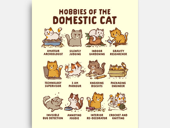 Cat Hobbies