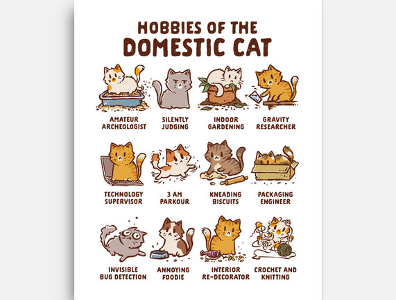 Cat Hobbies