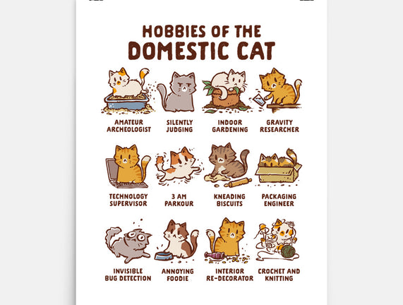 Cat Hobbies