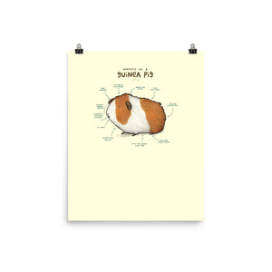 Anatomy of a Guinea Pig