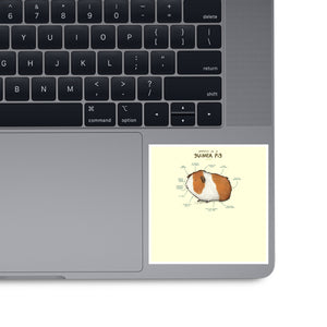 Anatomy of a Guinea Pig