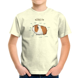 Anatomy of a Guinea Pig